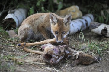 Young red fox eating a Roe Deer Fawn France