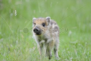 Young Eurasian Boar in grass Lorraine France