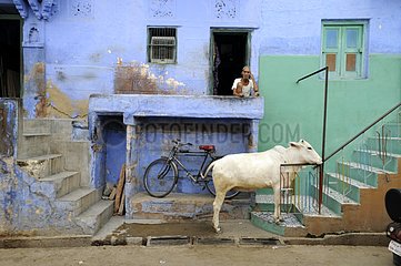 Cow at the foot of a staircase in a street of Jodhpur India