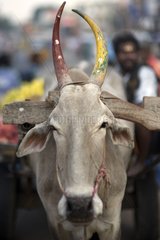 Portrait of a cow with horns painted Kanchipuram India