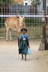 Cow and schoolgirl on a street in Kanchipuram India
