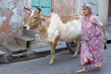 Woman walking next to a cow in a street in India