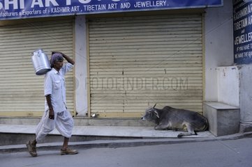 Cow lying in a street in Udaipur in India