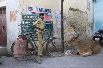 Cow and cyclist on a street in Udaipur in India