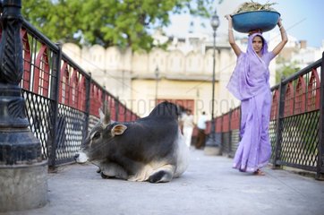 Woman passing by a bull in Udaipur in India