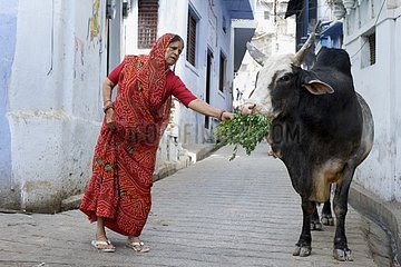 Woman feeding a cow in a street in Udaipur India