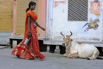Woman passing a cow in a street Udaipur India