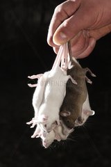 Mice killed livestock to feed birds of prey