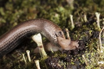 Orvet capturing a slug