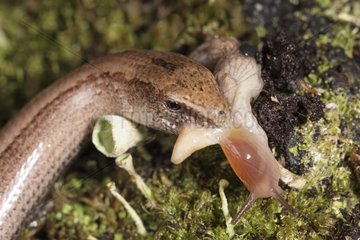 Orvet capturing a slug