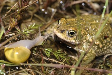 Natterjack Toad male face a Snail France