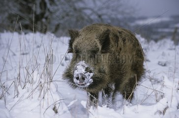 Wilde weibliche Sau  die im Schnee Essen sucht
