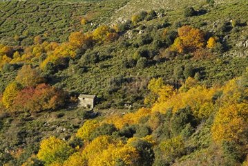 Cévennes Landschaft im Herbst Ardèche Frankreich