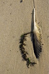 Feather of Gull after oil spill on the beach Ile de Re