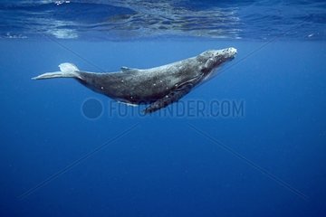 Humpback whale and her young South Pacific Tonga