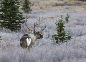 Male Caribou in the frozen tundra in autumn Denali NP
