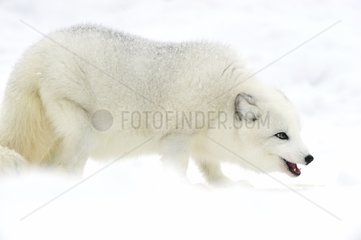 Arktischer Fuchs im Schnee im Winter