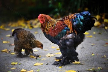 Brahma Rooster and Hen pecking