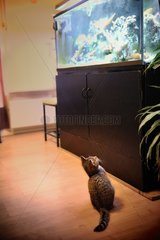 Kitten watching an aquarium