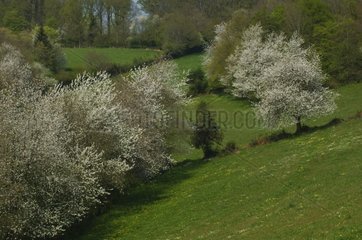 Spring landscape in Morvan