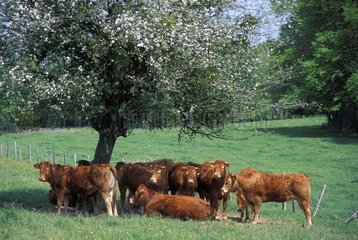 Cows under a tree in spring