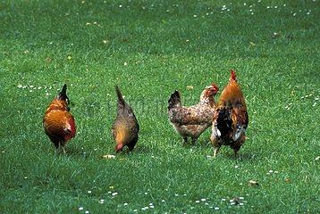 Hens in meadow