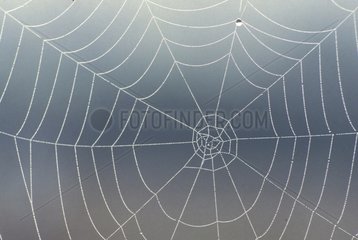 Spider web in dew