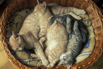 Kittens sleeping in a basket