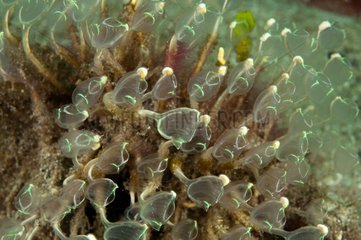 Clavelines green in reef Sulawesi Indonesia