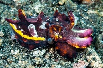 Flamboyant cuttlefish in reef Sulawesi Indonesia