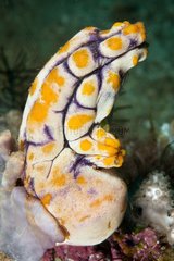 Golden Sea Squirt on reef Sulawesi Indonesia