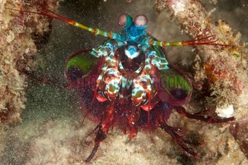 Peacock Mantis Shrimp on reef Sulawesi Indonesia