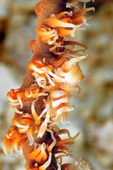 Shrimp comensale on Whip Coral Sulawesi Indonesia