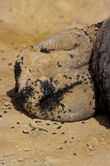 Narines d'un éléphant de mer couvertes de mouches Mexique
