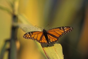 Monarch butterfly on a leaf Queensland Australia