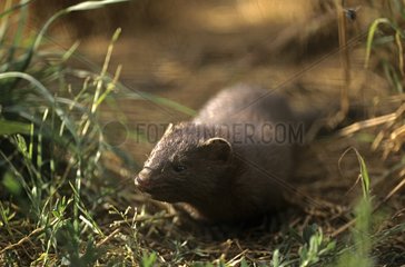 American Mink in Brittany France