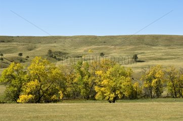 Landscape Custer State Park Black Hills South Dakota USA.