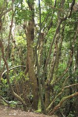 Forêt de lauriers Parc National Garajonay La Goméra