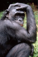 Portrait d'un bonobo pensif République démocratique du Congo