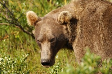 Portrait of Grizzly National park Katmai Alaska USA