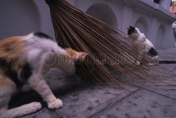 Katzen spielen mit einem Pinsel Bangkok Thailand