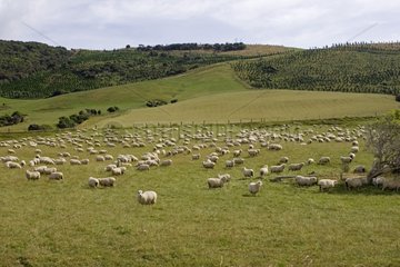 Flock of merino sheep in a meadow the Catlins