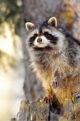 Raccoon on a strain Rocky Mountains Montana USA