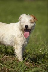 Porträt eines Parson Russel Terrier