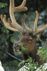 Portrait of male Wapiti Jasper National Park Canada