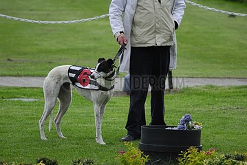 Presentation of a greyhound before a race Dublin Ireland