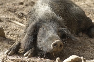 Schwarzes Schwein von Corse ruhen Frankreich