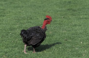 Coq à cou nu marchant dans l'herbe France