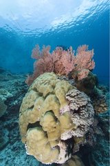 Coral reef Maratua Indonesia