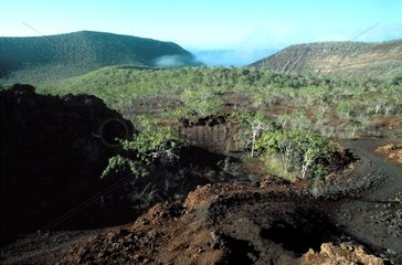 Lava flow from Darwin volcano in Tagus Cove Galapagos